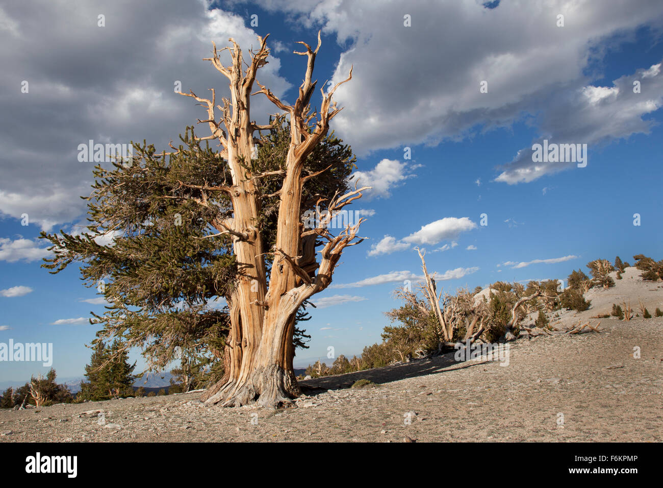 Antica bristlecone pine tree. Il patriarca Grove, Bristlecone antica foresta di pini, California, Stati Uniti d'America. Foto Stock