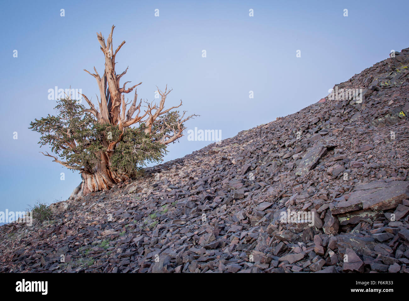 Antica bristlecone pine tree. Bristlecone antica foresta di pini, California, Stati Uniti d'America. Foto Stock