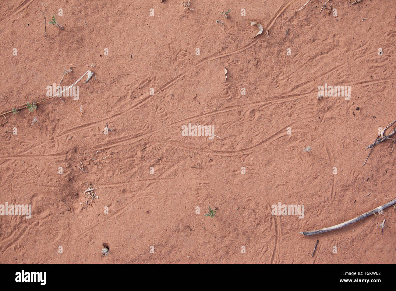 Impronte di un deserto dipinto whiptail (Aspidoscelis tigri septentrionalis) si snodano attraverso la sabbia. Foto Stock