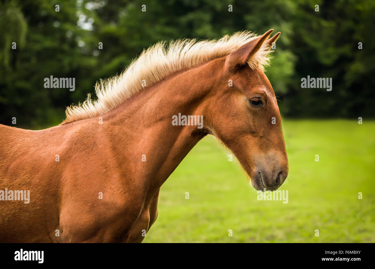 Bella triste marrone a cavallo nel profilo con erba verde e alberi in background Foto Stock