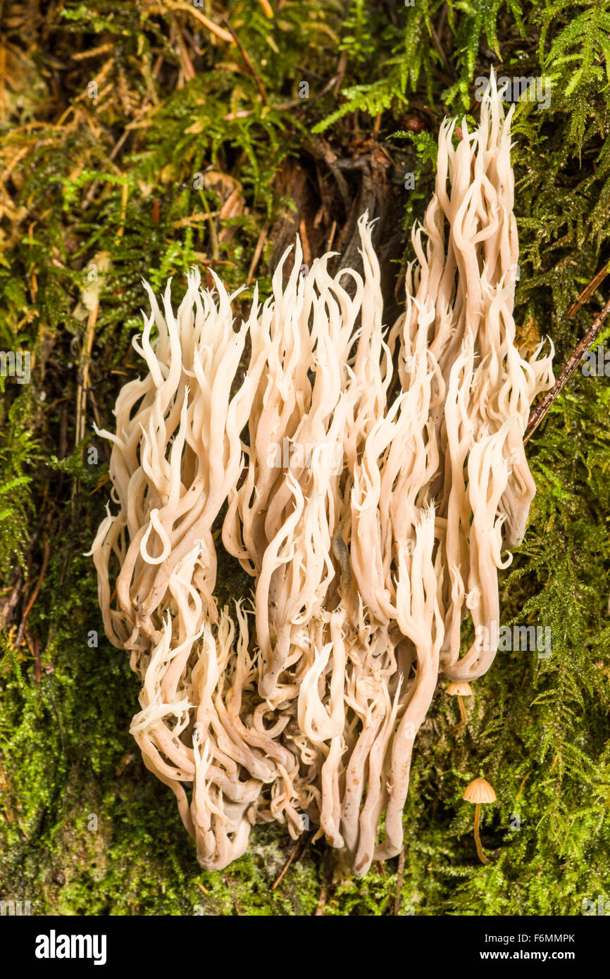 Crested Coral (Clavulina cristata) funghi è un corallo commestibili funghi trovati in autunno in boschi di conifere nel nord-ovest del Pacifico. Foto Stock