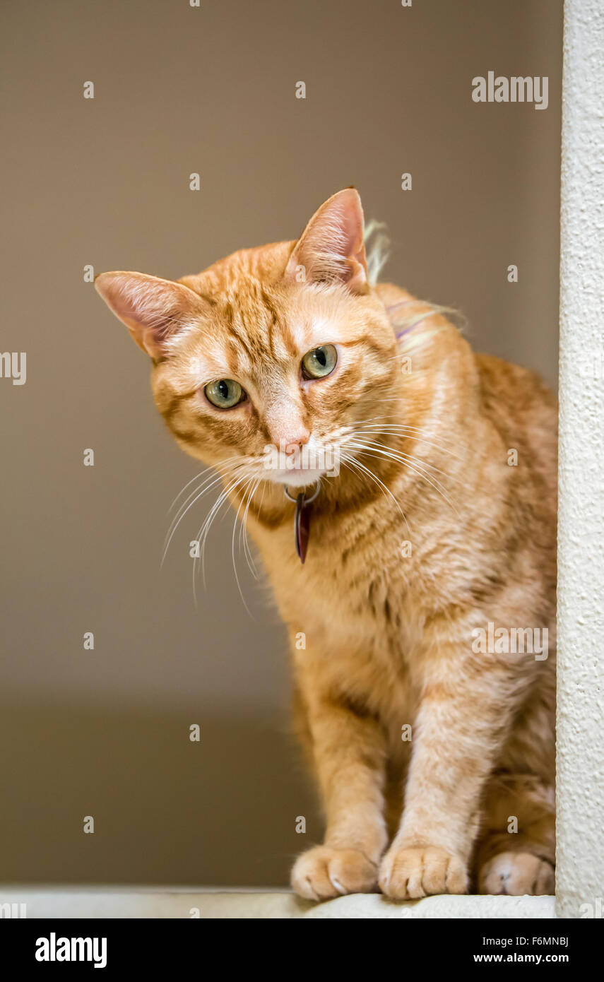 Gatto seduto su una trave ad alto in una casa in Issaquah, Washington, Stati Uniti d'America Foto Stock