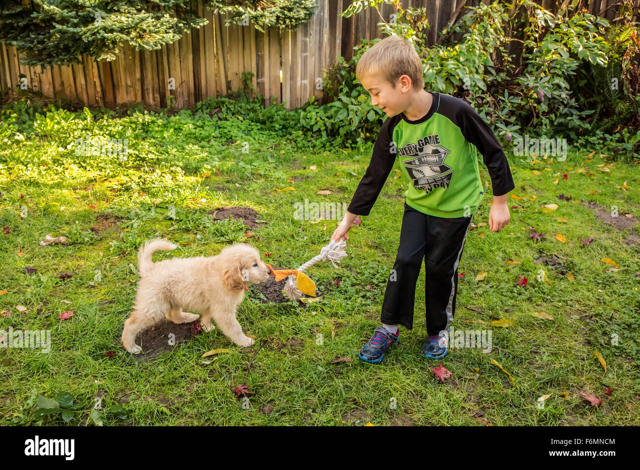 Sette anni di vecchio ragazzo giocando tug con dieci settimane vecchio cucciolo Goldendoodle in Issaquah, Washington, Stati Uniti d'America Foto Stock