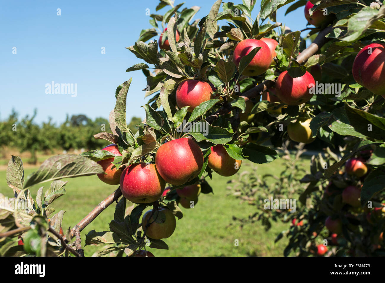 Stati Uniti d'America,Wisconsin,Door County, apple orchard con frutti maturi Foto Stock