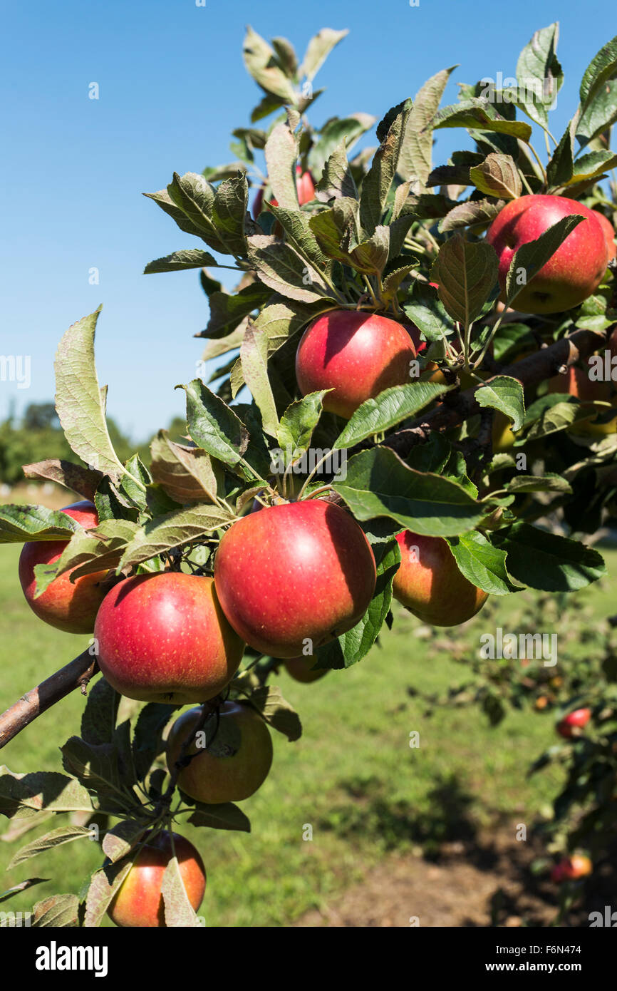 Stati Uniti d'America,Wisconsin,Door County, apple orchard con frutti maturi Foto Stock
