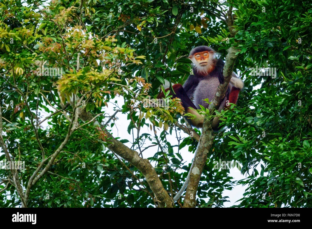 Maschio adulto rosso-shanked douc appoggiata nella tettoia al figlio tra la riserva naturale in Vietnam Foto Stock
