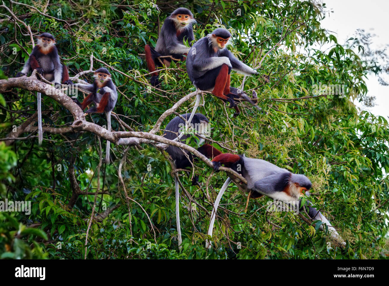 Rosso-shanked douc famiglia gruppo alimentare nella tettoia al figlio tra la riserva naturale in Vietnam Foto Stock