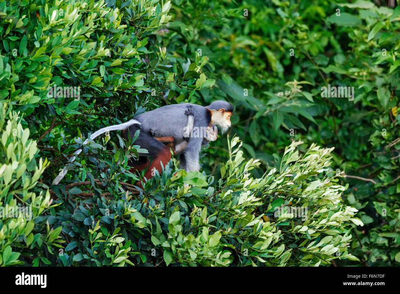 La madre e il bambino rosso-shanked douc preparando al salto attraverso il baldacchino a figlio tra la riserva naturale in Vietnam Foto Stock