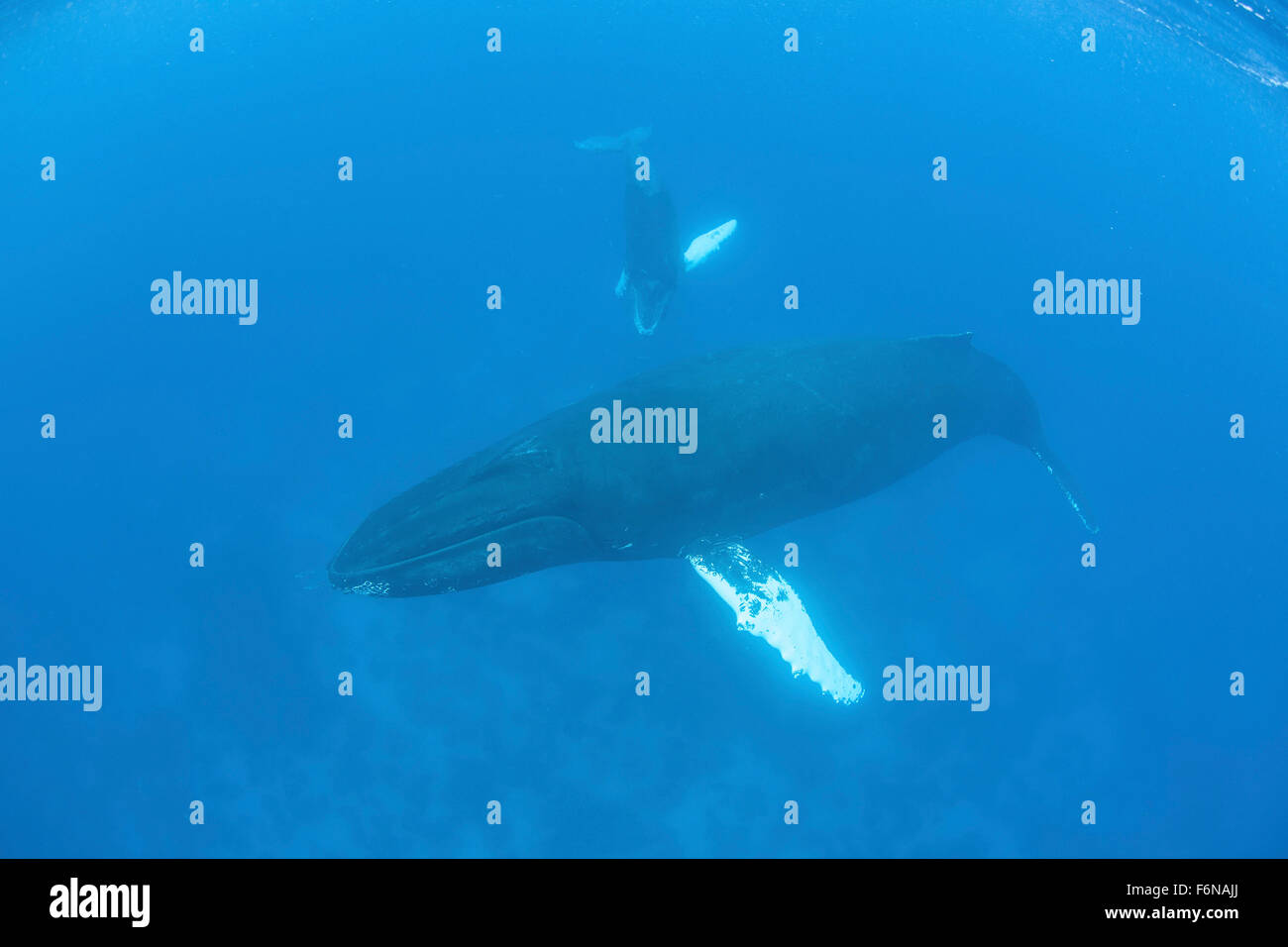 Le balene con la gobba (Megaptera novaengliae) nuotare nelle acque cristalline del Mar dei Caraibi. Atlantic Humpbacks migrano dal nord Foto Stock