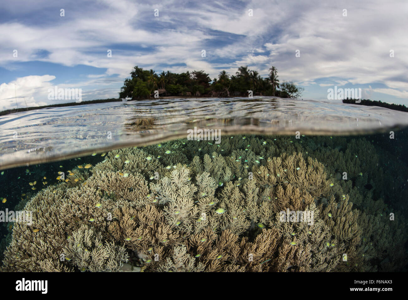 Coralli molli prosperano su una scogliera di sani nelle isole Salomone. Questa parte della Melanesia è nota per la sua alta biodiversità marina un Foto Stock