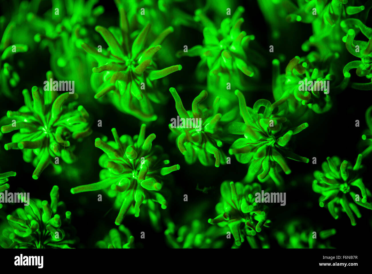 Una colonia di corallo (Galaxa sp.) genera fluorescenza come la luce UV è mostrato su di esso. Il motivo per cui molti organismi marini di fluorescenza è sconosciuto. Foto Stock