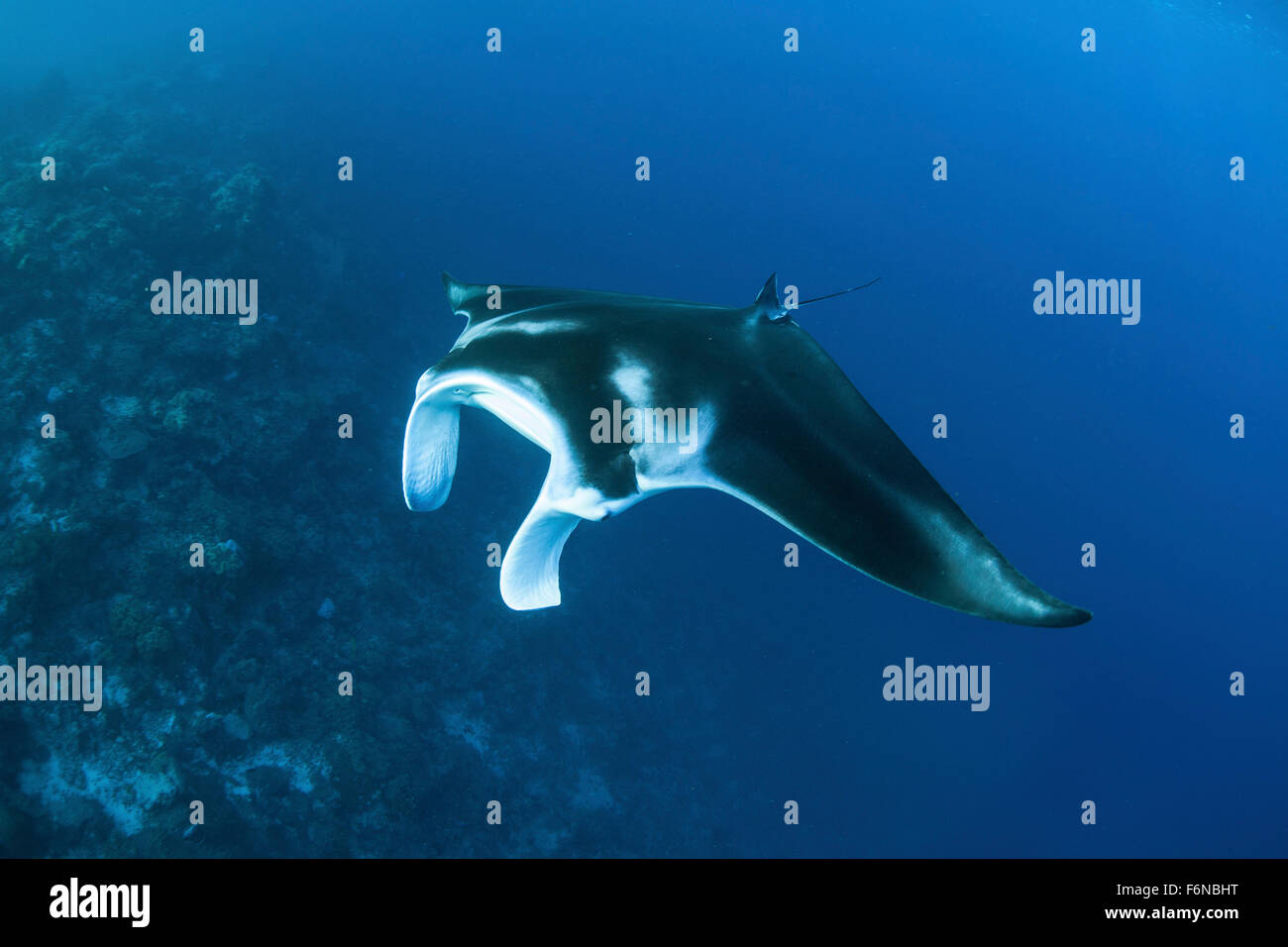 Un reef manta ray (Manta alfredi) nuota passato una barriera corallina nelle isole Salomone. Questa regione, nella parte orientale del corallo T Foto Stock