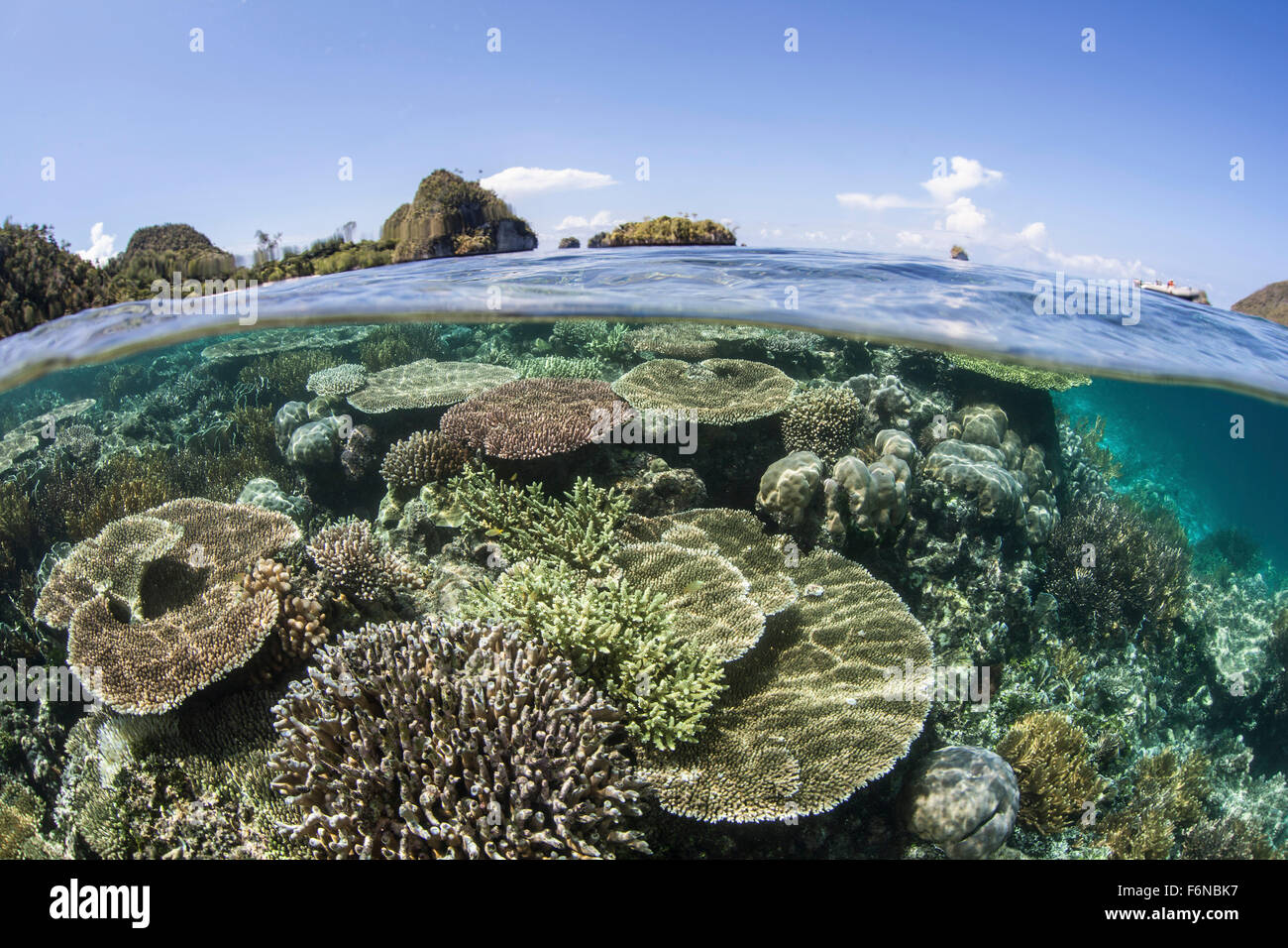 Una bellissima barriera corallina cresce vicino a una serie di isole calcaree in Raja Ampat, Indonesia. Questa remota regione equatoriale è noto un Foto Stock