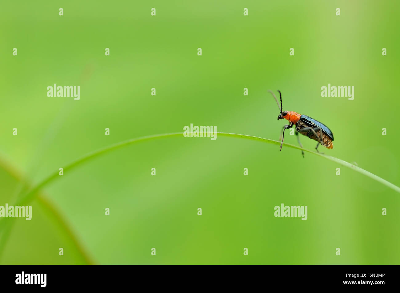 Ladybug appollaiato sull'erba Foto Stock