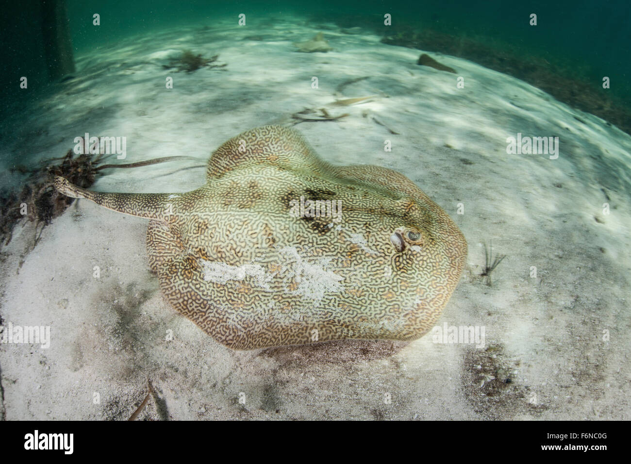 Un stingray giallo (Urobatis jamaicensis) nuota sotto un molo nelle acque al largo delle coste del Belize. Questo piccolo ma incantevole st Foto Stock