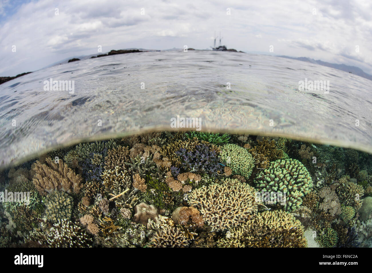 Una splendida barriera corallina cresce in estremamente bassi fondali nel Parco Nazionale di Komodo, Indonesia. Questa parte del triangolo di corallo è noto f Foto Stock