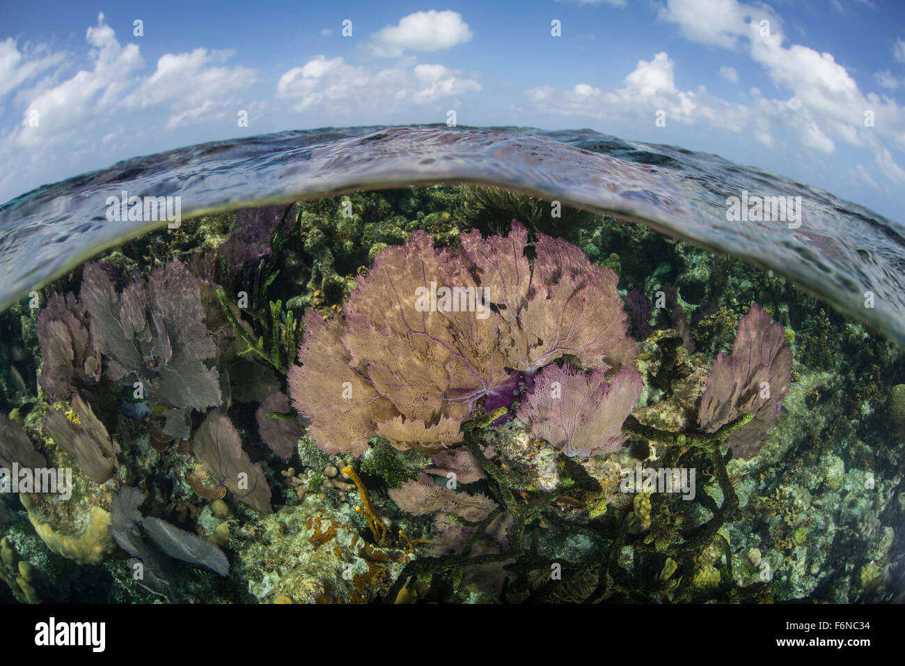 Gorgonie colorate e reef-edificio coralli crescono in acque poco profonde vicino al famoso Blue Hole in Belize. Questa parte del centro di Ame Foto Stock