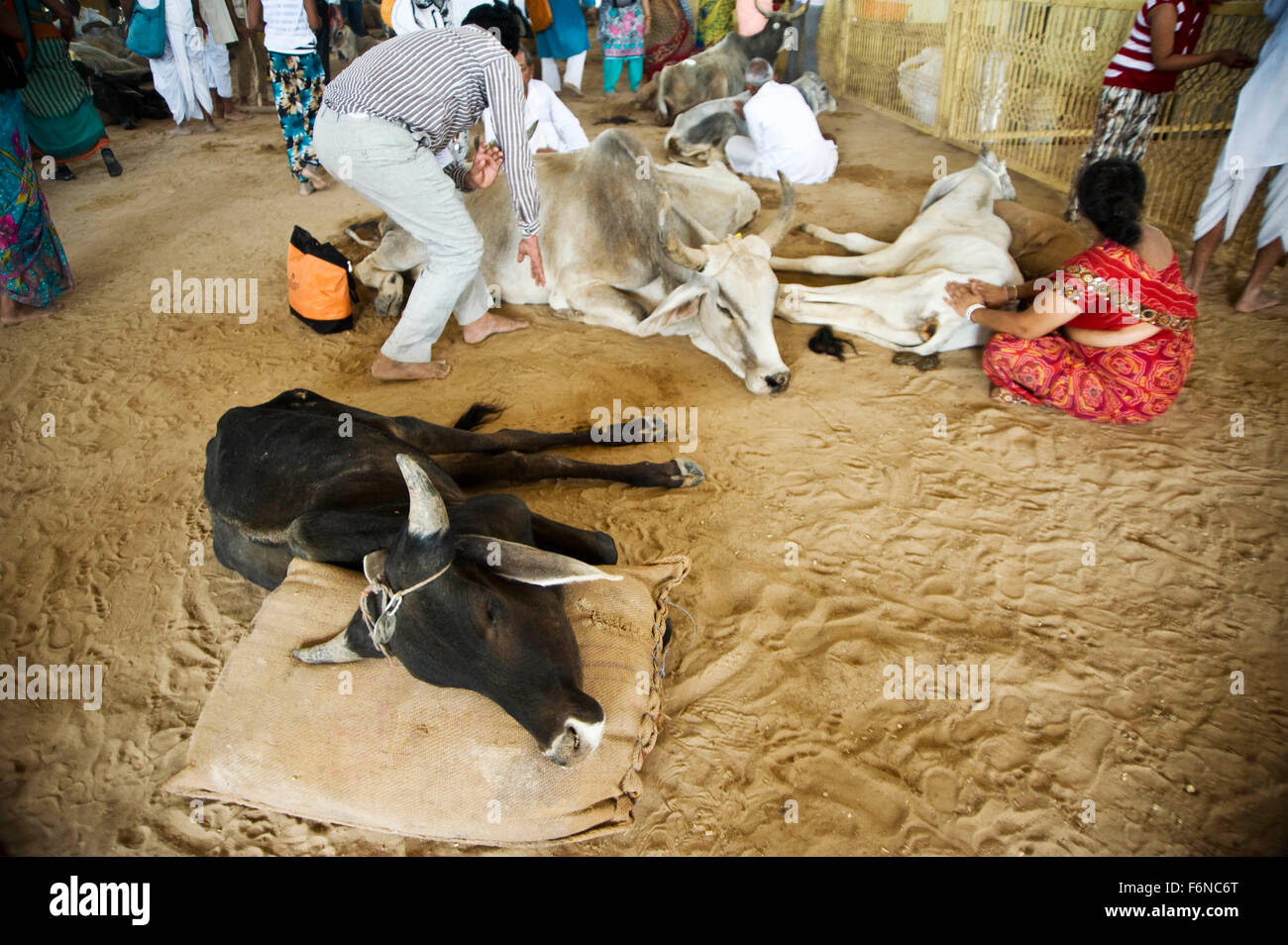 Feriti vacca malata goshala, pathmeda, godham, Rajasthan, India, Asia Foto Stock