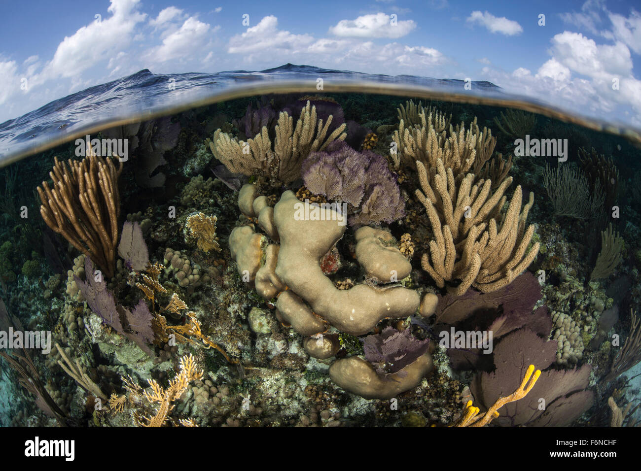 Gorgonie colorate e reef-edificio coralli crescono in acque poco profonde vicino al famoso Blue Hole in Belize. Questa parte del centro di Ame Foto Stock