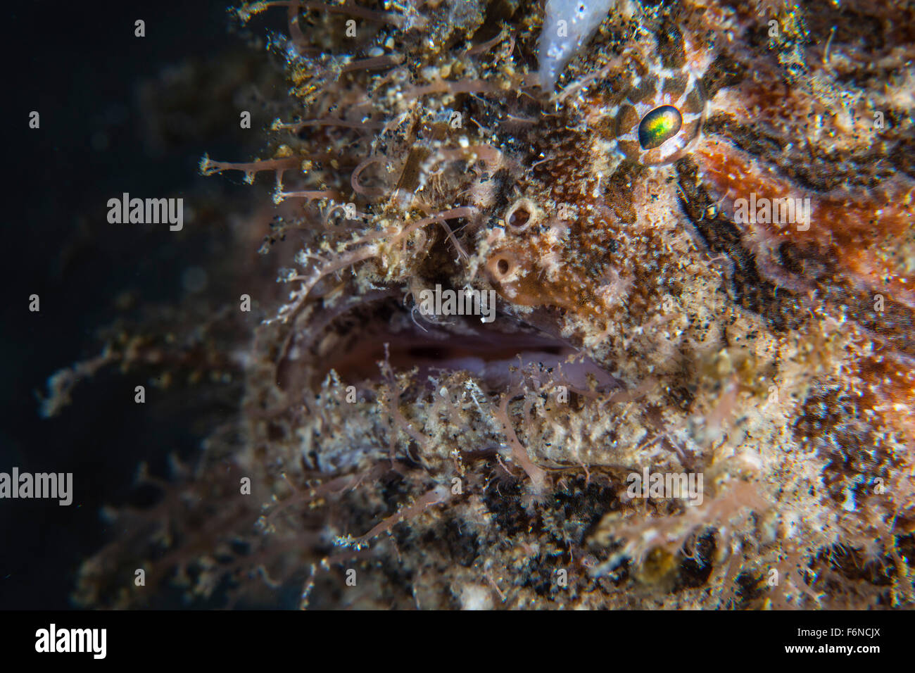 Una rana pescatrice peloso (Antennarius striatus) attende di imboscata preda su un reef nello stretto di Lembeh, Indonesia. Questa zona è conosciuta per i suoi e Foto Stock