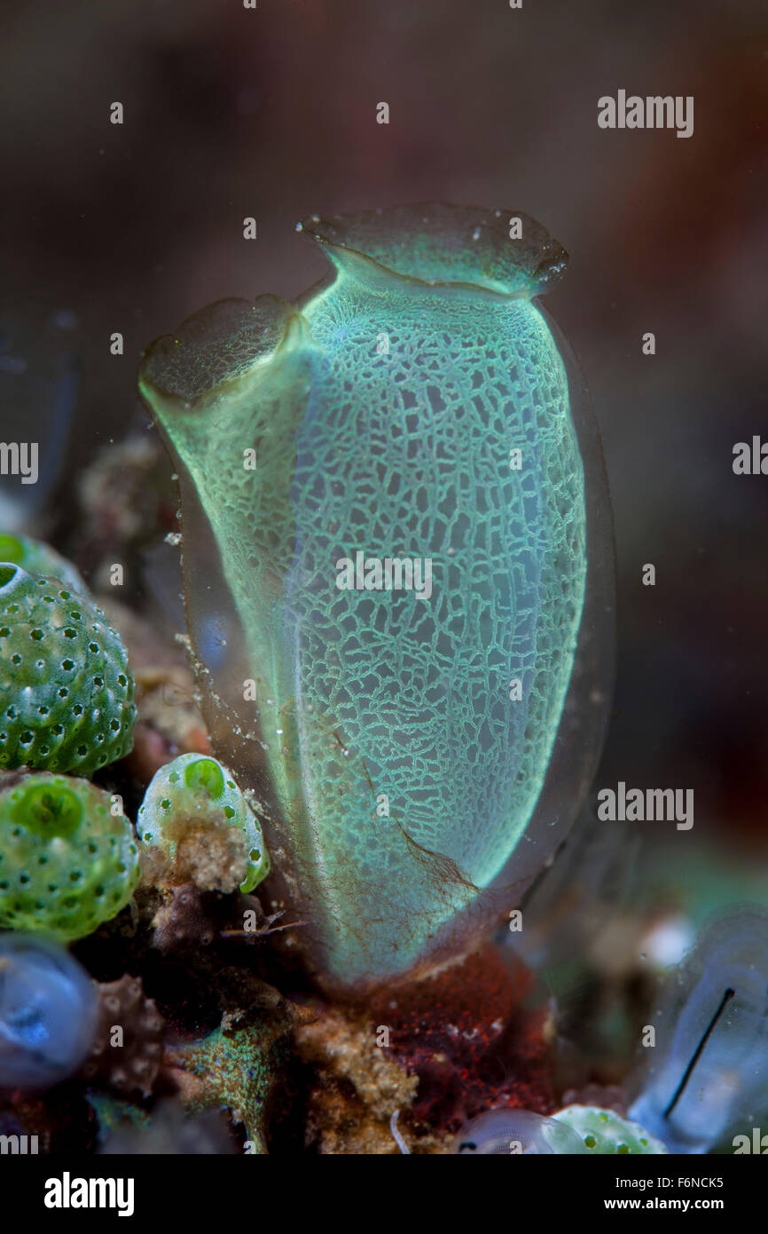 Un colorato tunicate cresce su un reef nello stretto di Lembeh, Indonesia. Si tratta di un filtro di alimentazione di organismo. Foto Stock