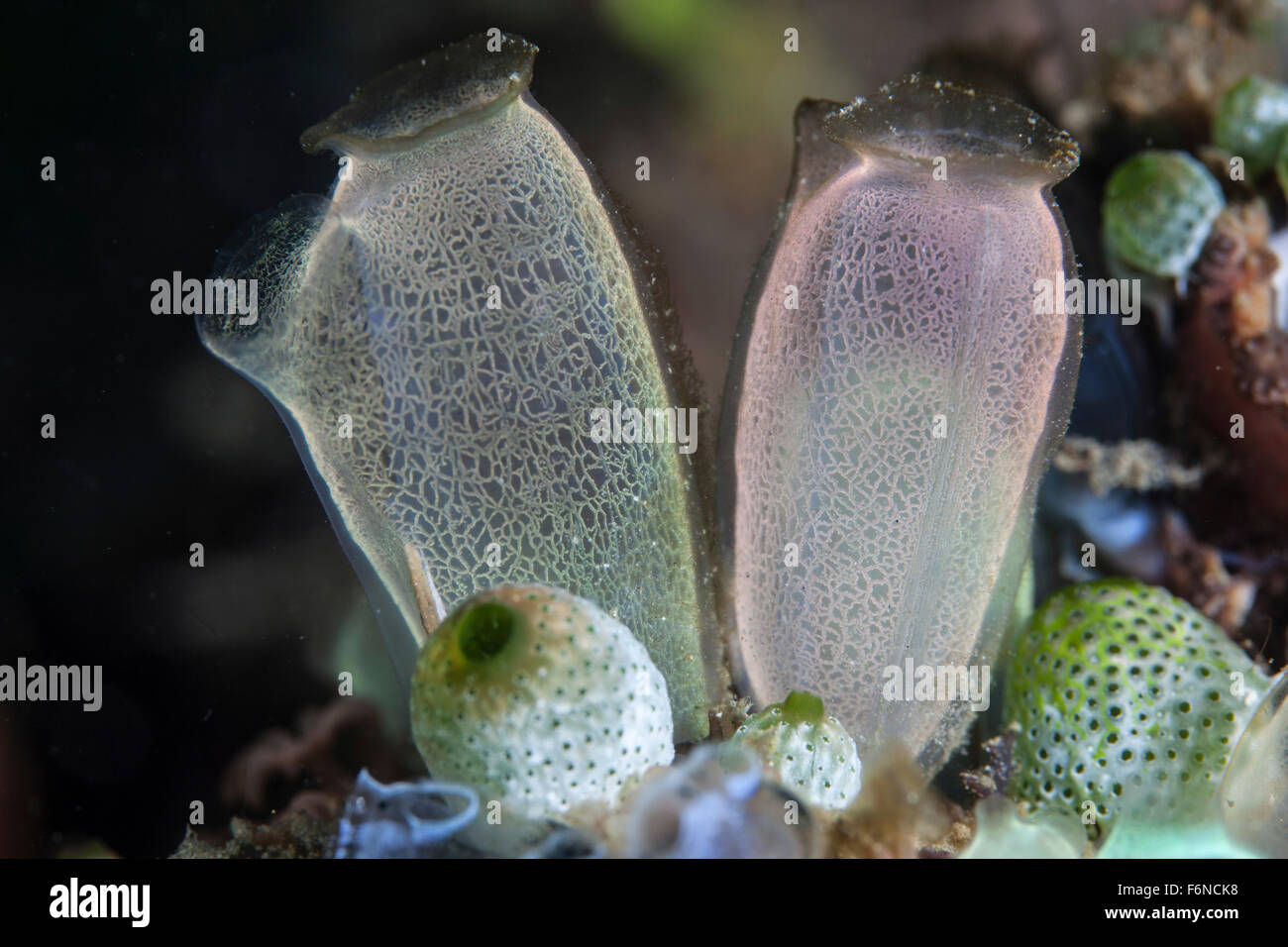 Una coppia di colorati tunicati cresce su un reef nello stretto di Lembeh, Indonesia. Si tratta di un filtro di alimentazione di organismo. Foto Stock