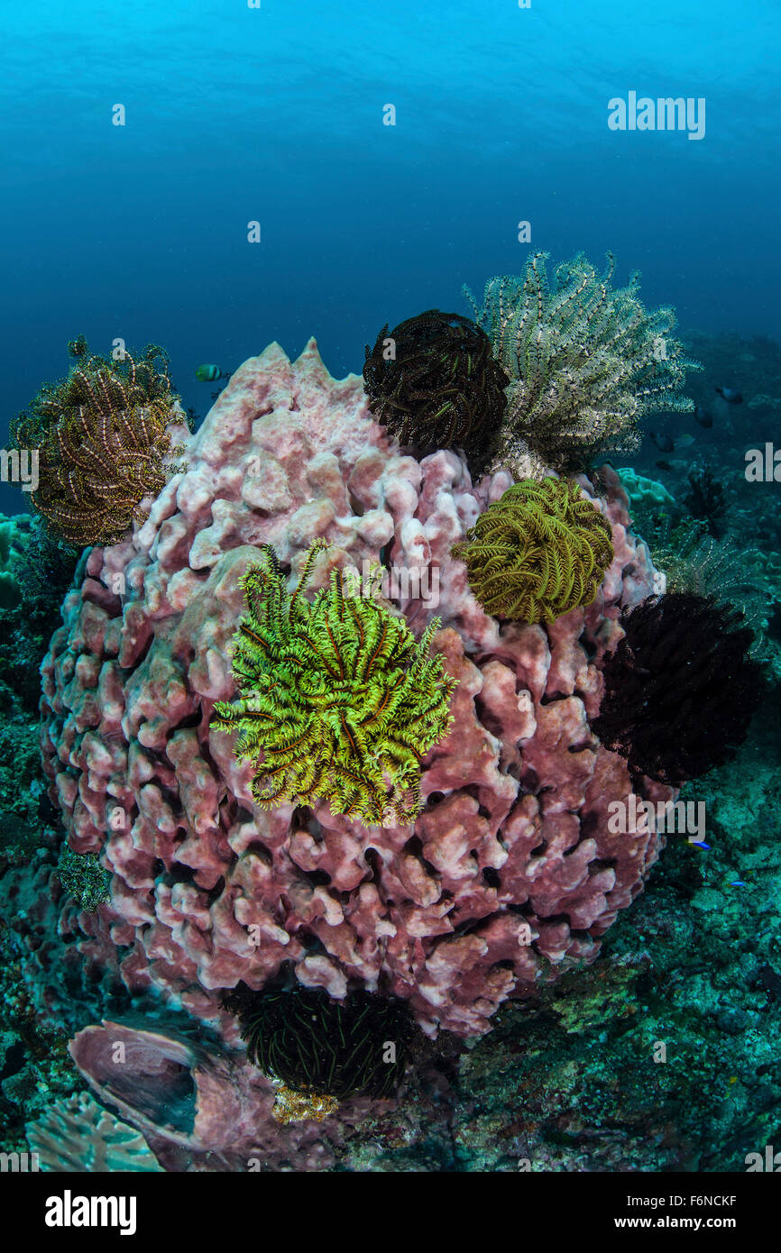 Un grande cilindro ricoperto in spugna con crinoidi nello stretto di Lembeh, Indonesia. Questa zona è conosciuta per i suoi spettacolari biodivers marine Foto Stock