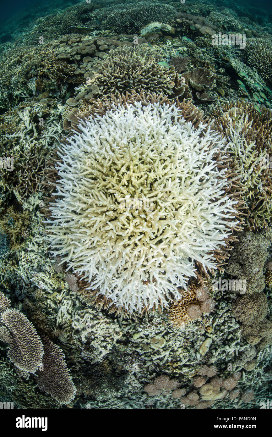 Le colonie di corallo sono inizio alla candeggina su una scogliera in Indonesia. Questa bellissima regione è conosciuta per i suoi spettacolari barriere coralline e alta Foto Stock