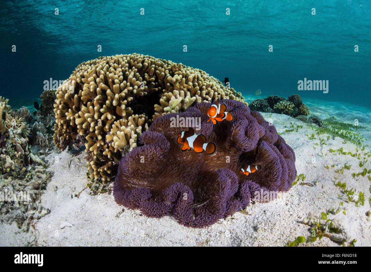 Falso clownfish (Amphiprion ocellaris) nuotare vicino a loro anemone host in Alor, Indonesia. Questa remota regione è nota per la sua beau Foto Stock