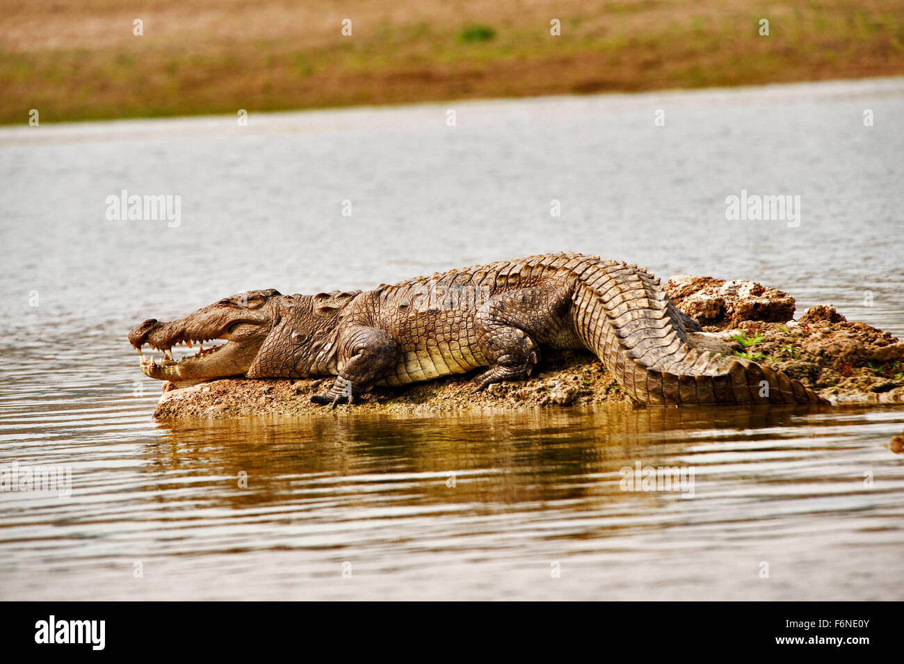 Coccodrillo mugger, coccodrillo di palude, coccodrillo snodato largo, mugger, lezione di coccodrillo palustris, india, asia Foto Stock