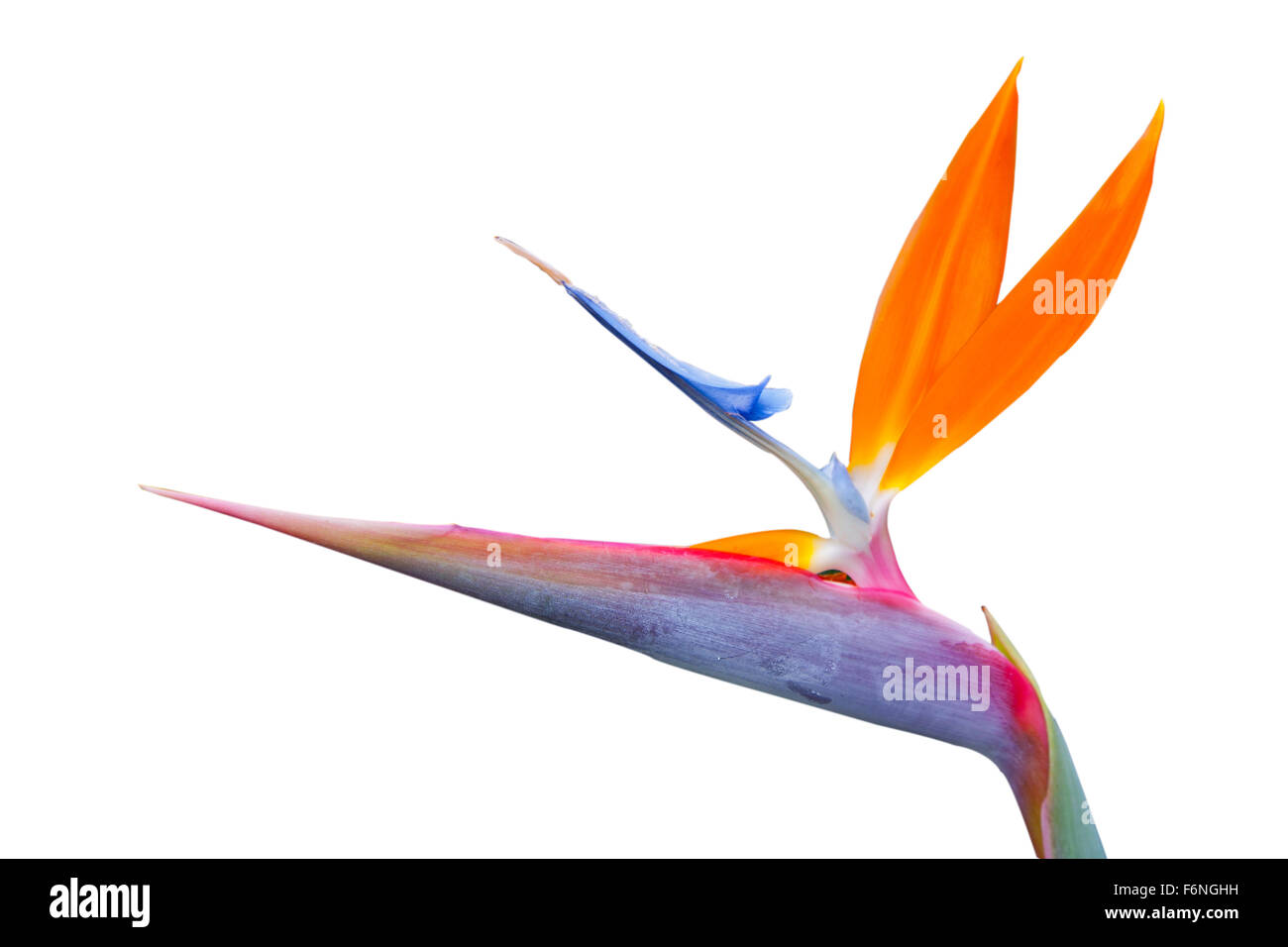 Uccello del paradiso unico fiore su sfondo bianco Foto Stock