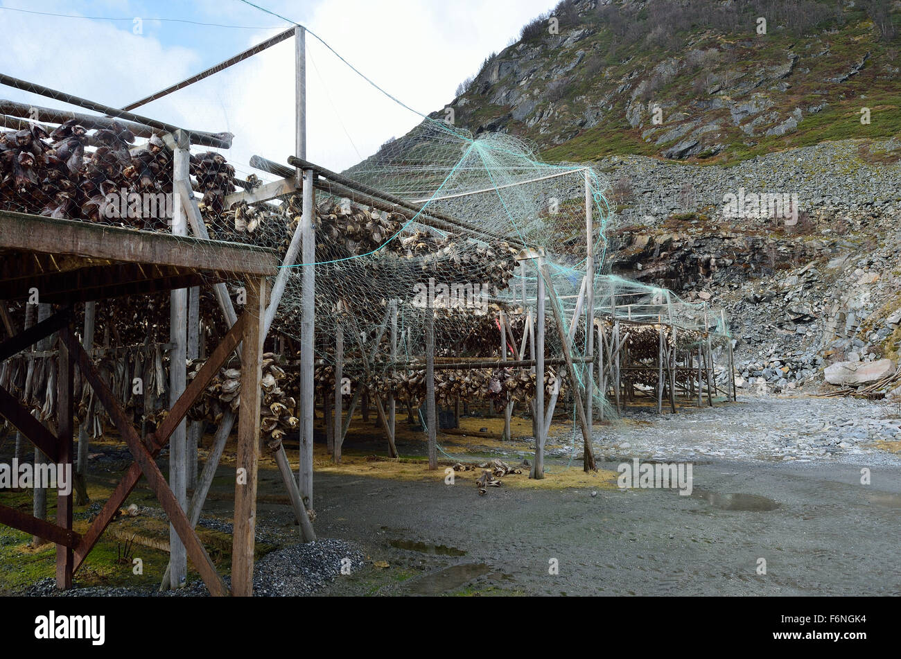 Struttura di baccalà piena di merluzzo e altri pesci appesi ad asciugare nel nord della Norvegia in estate Foto Stock