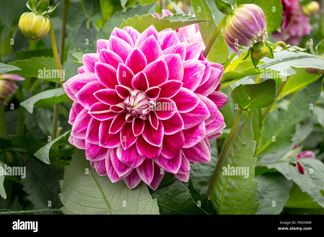 Dahlia viola Pearl in fiore nel mese di settembre Foto Stock