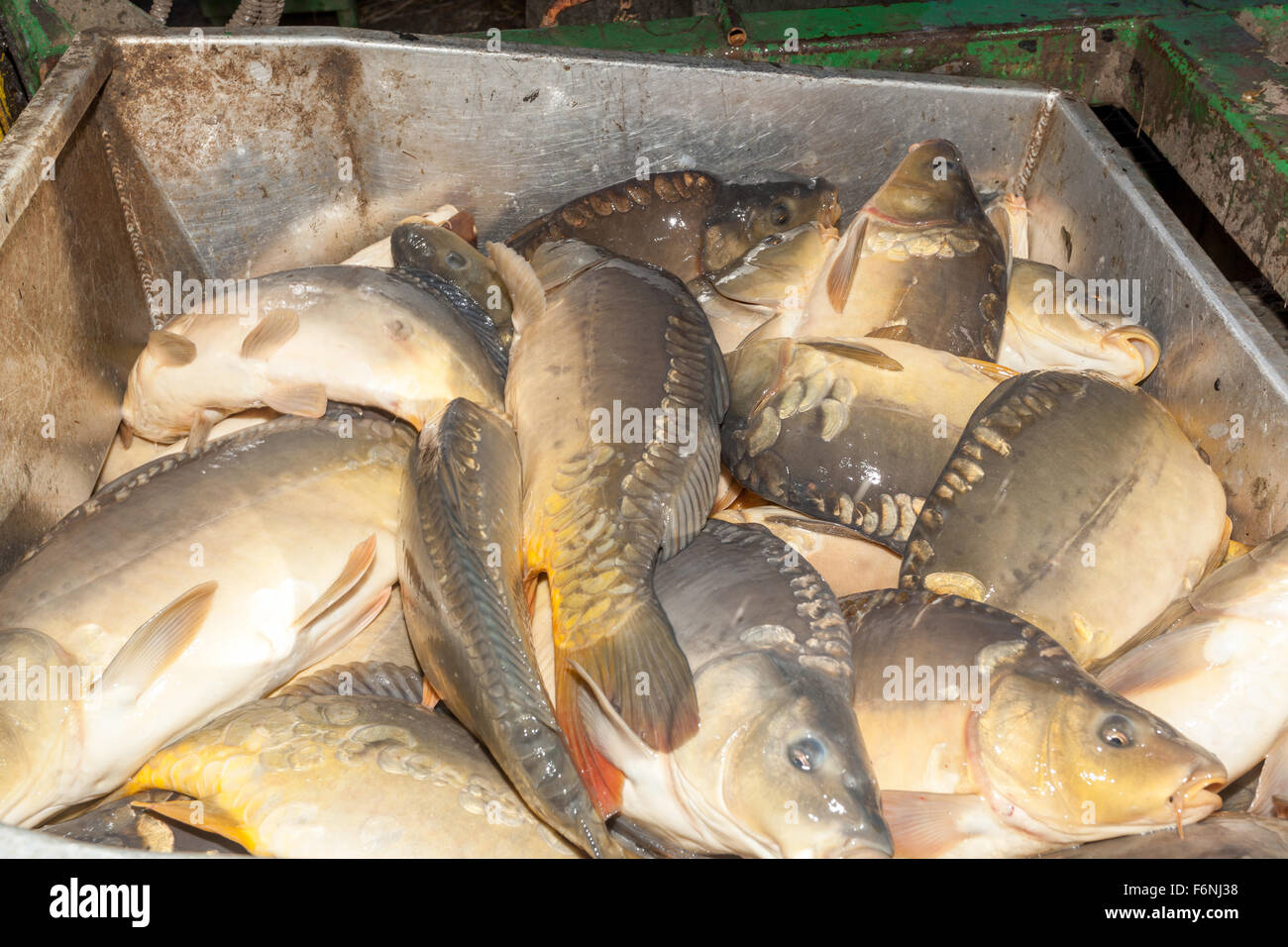 La tradizionale raccolta di carpe ceca la produzione di pesce pond farm Bosilec. Boemia del Sud, Repubblica Ceca Foto Stock