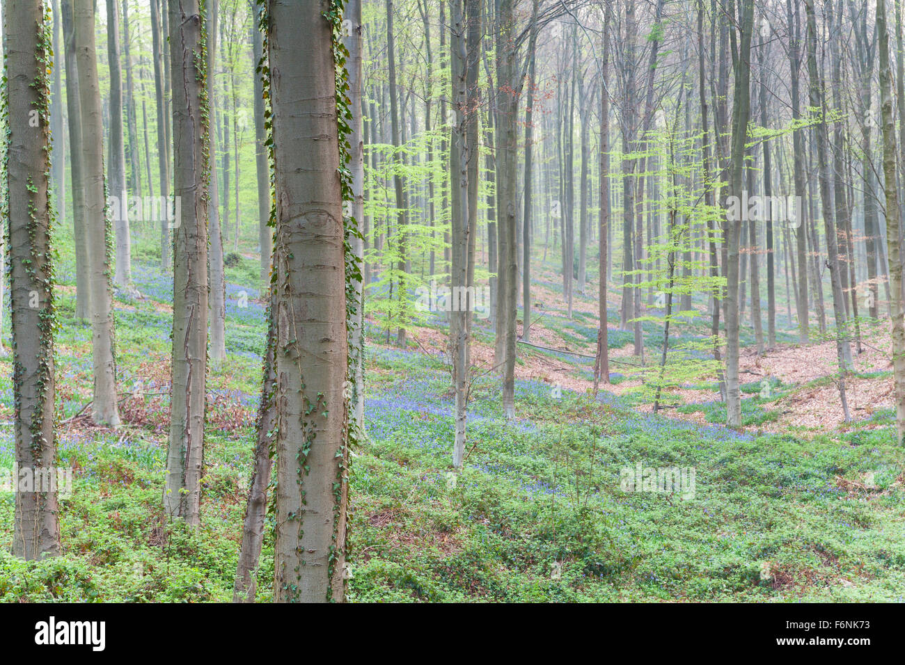 Foresta di faggio con fiori in primavera, Belgio Foto Stock