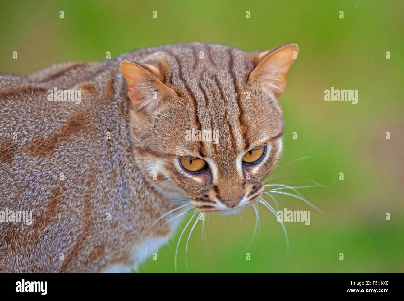 Rusty maschio-spotted Cat Foto Stock
