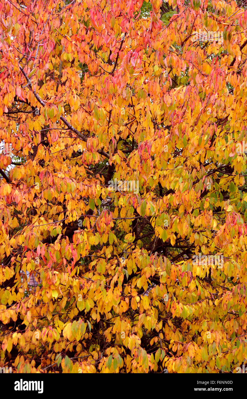 Un baldacchino di foglie - le tante sfumature di autunno - arancio - russet - oro - ammassato insieme per un momento di stagioni passando Foto Stock