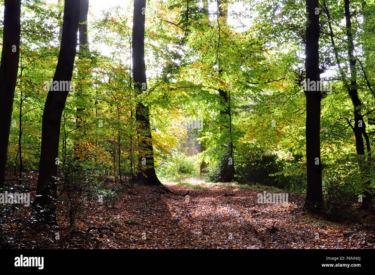 Bucks - Chiltern Hills - boschi di faggio - sentiero - autunno sfumature di verde russet marrone - tappeto di foglie - contro la luce Foto Stock