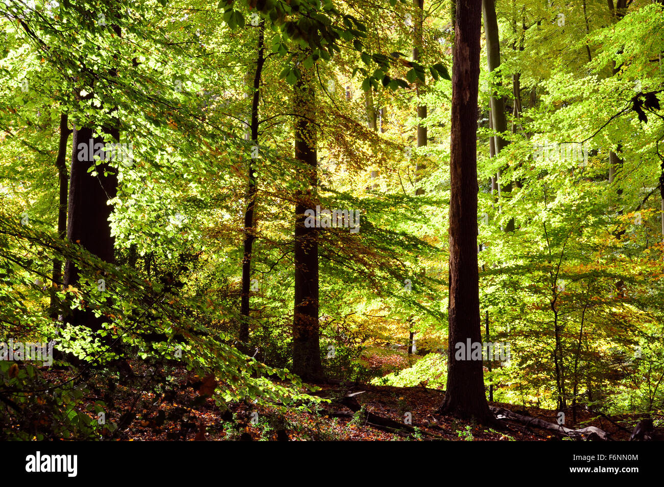 Bucks Chiltern Hills - Profondo nel bosco di faggi, russet brown green colori autunnali - tappeto di foglie - ombre - albero luce solare Foto Stock