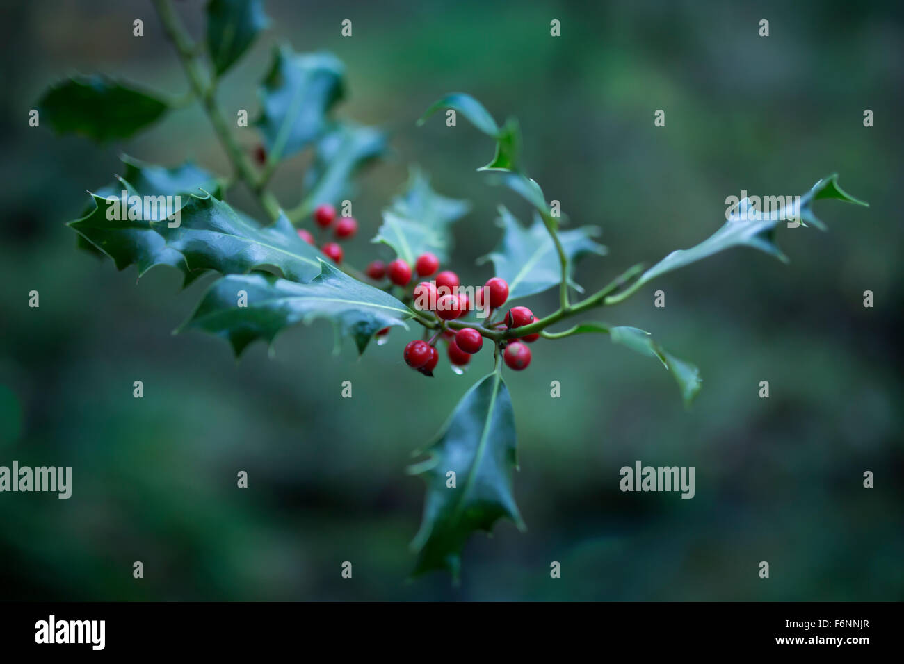 Holly ramo di albero con bacche rosse. Foto Stock