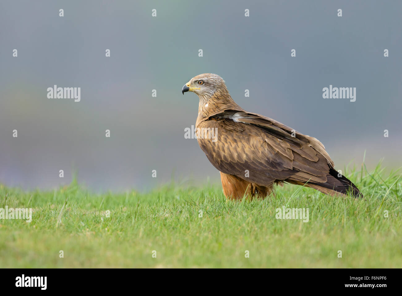 Schwarzmilan, Milvus migrans, Nibbio Foto Stock