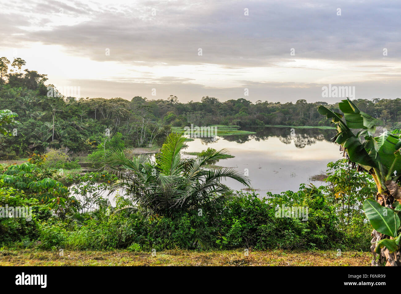 Vista del lago nella foresta amazzonica, vicino a Manaus, Brasile Foto Stock