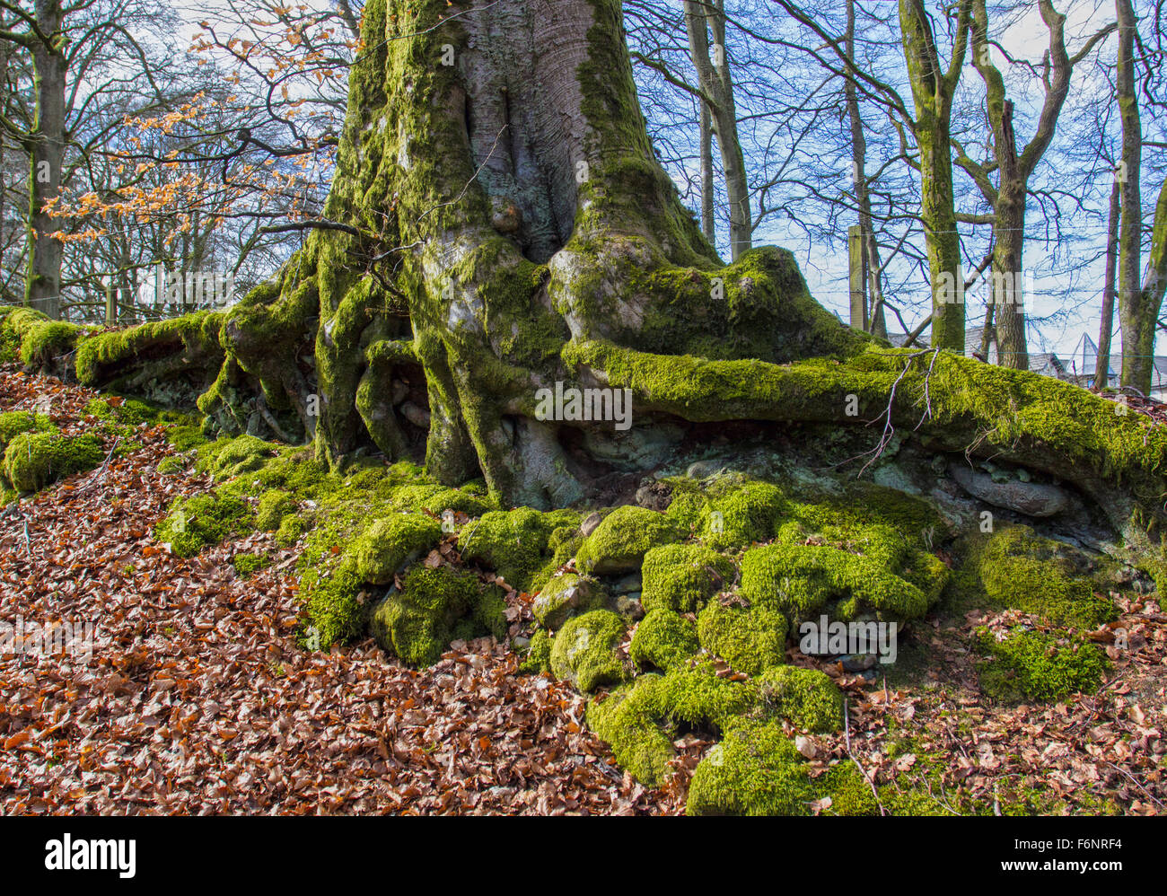Il muschio cresce in area boschiva vicino Auchlochan Foto Stock