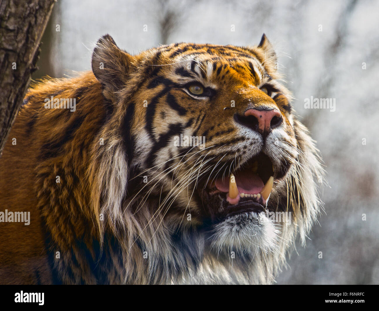 Tiger in zsl london zoo Foto Stock