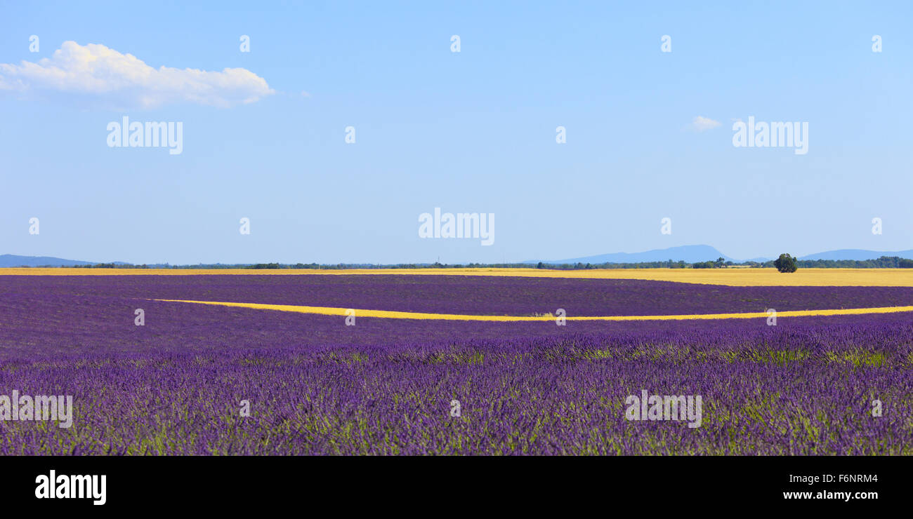 Lavanda fiori di campo in fiore, linee di frumento e gli alberi. Fotografia panoramica in Plateau de Valensole, Provenza, in Francia, in Europa. Foto Stock