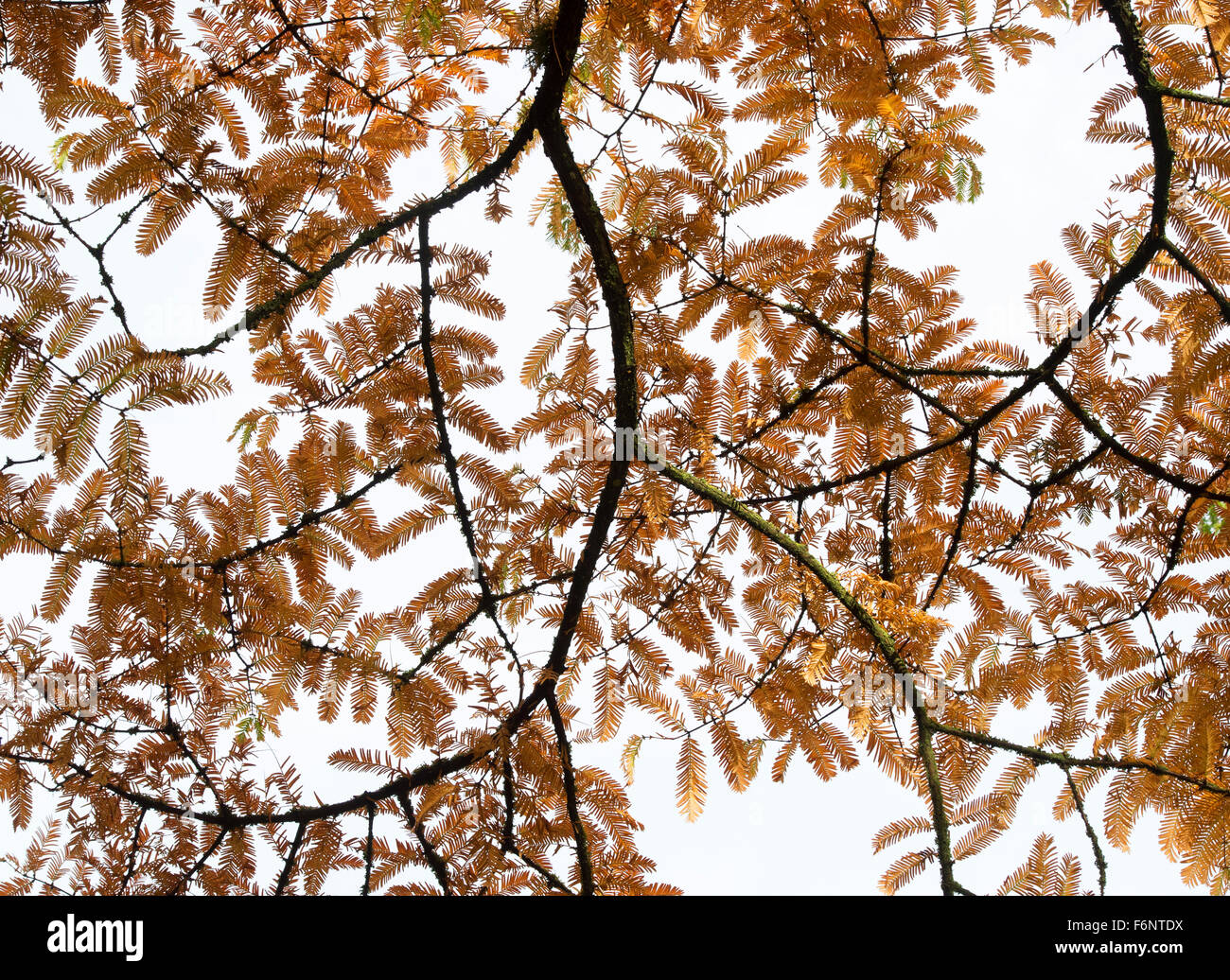 Metasequoia glyptostroboides. Dawn Redwood tree pattern di foglia in autunno a RHS Wisley Gardens, Surrey, Inghilterra Foto Stock