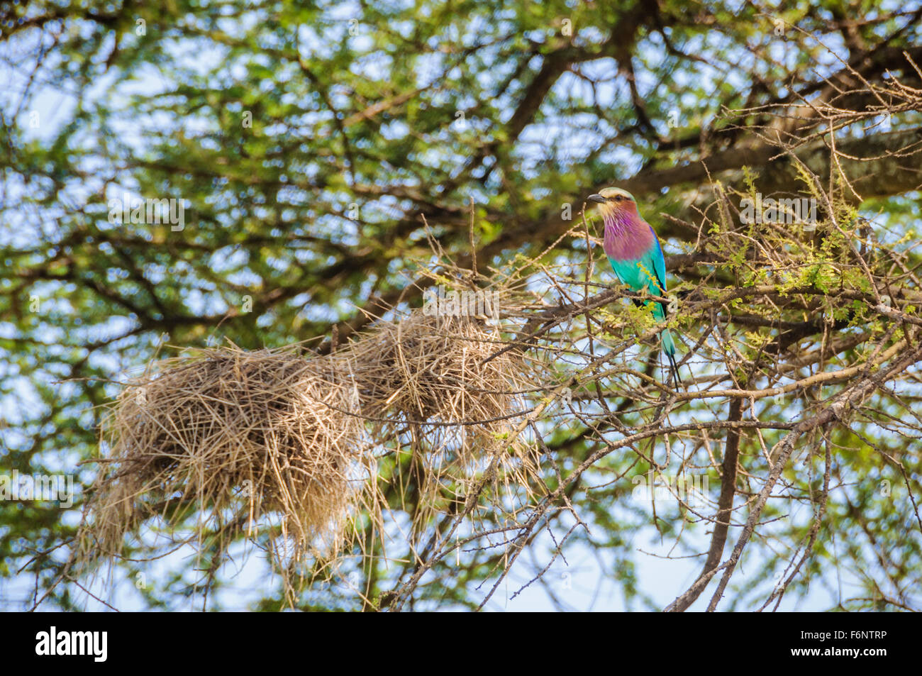 Colorato di uccelli nel Parco Nazionale di Tarangire e, Tanzania Foto Stock