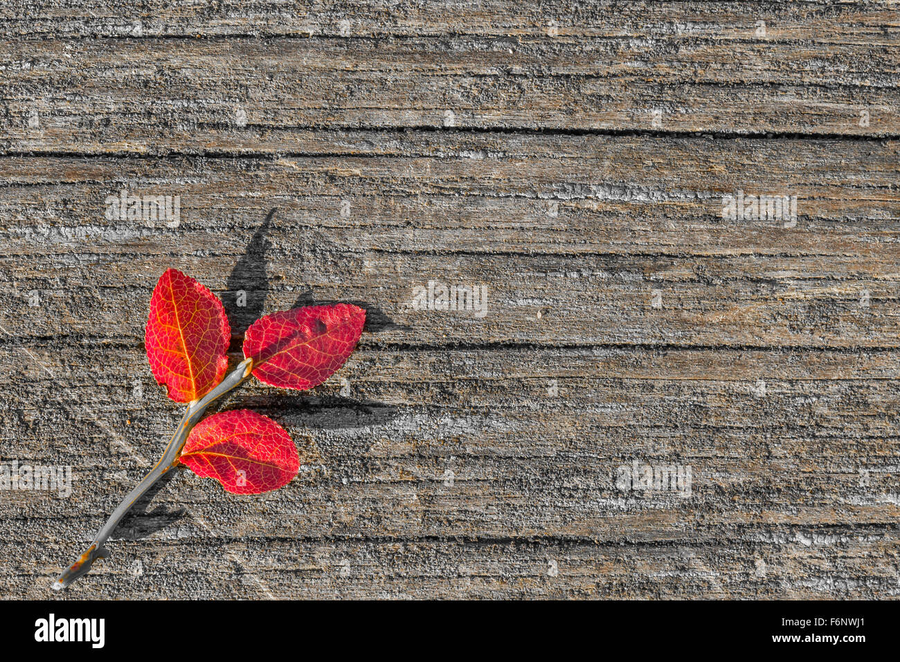 Autunno rosso colorato arbusto di mirtillo su legno Foto Stock