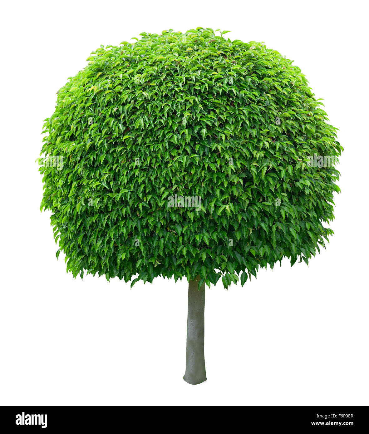 Carino a forma di sfera albero isolato su sfondo bianco Foto Stock