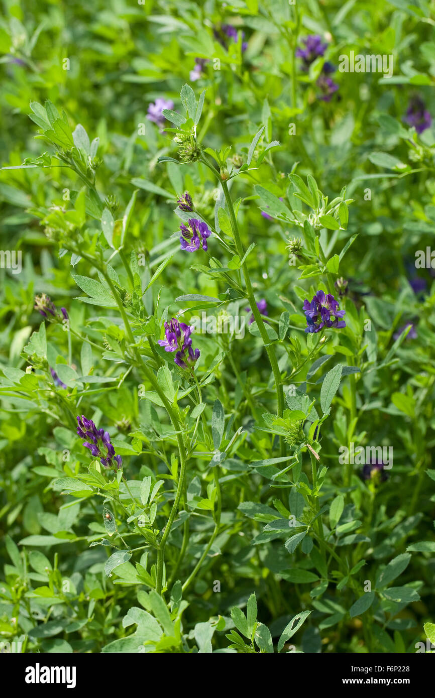 Lucerna, Luzerne, Saat-Luzerne, Saatluzerne, alfalfa, Schneckenklee, Medicago sativa Foto Stock